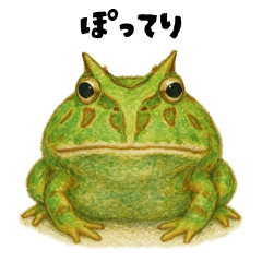 まいにちツノガエル