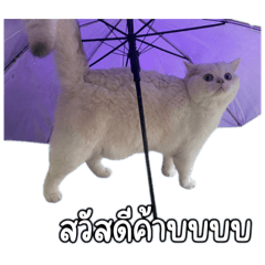 GOJOKUBBB