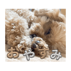 Mydog_20250909222436