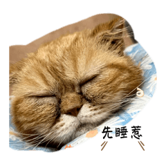 裝一塊寶寶
