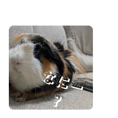 Kurumi_20250910081719