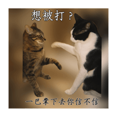 笨貓們 咪咪貓貓