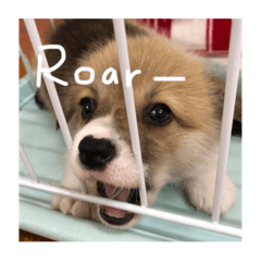 ☆諠諠專屬‪☆