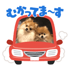 _Pomeranian_