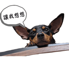 豬仔張安妞