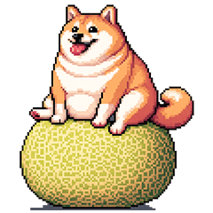 北海道弁の太っちょ柴犬