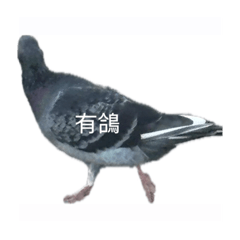 鴿子咕咕咕嚕