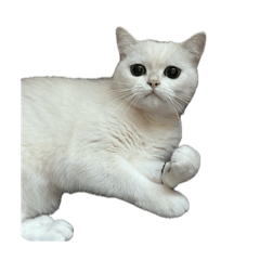 stardenburdenhardenbart_20250910222719