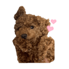 sakura_20250909203942