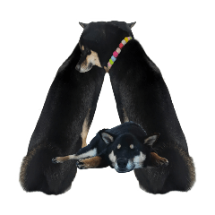 アルファベットの黒柴くろしば