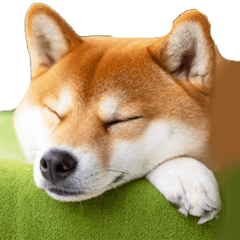 やる気がない柴犬 2