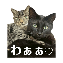 kokia_20250910105511