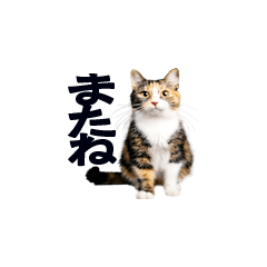 ミニ猫のシンプルメッセージ