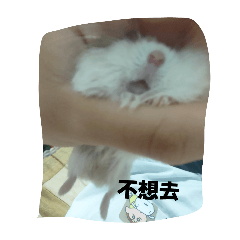 妤奈的倉鼠日常