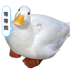 可愛小橘寶