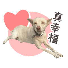 嘟嘟的可愛日常