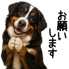 Bernese Mountain Dog Family Talk