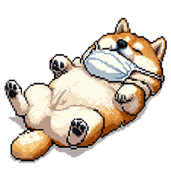 風邪ひき太っちょ柴犬 体調不良の時に