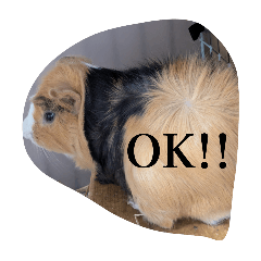 Kurumi_20250911072724