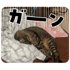 sugar_20250911101216