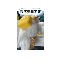 小橘寶日常
