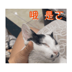 迷因妹音001