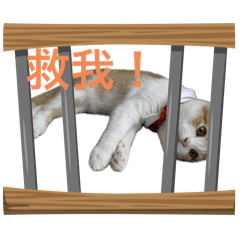 多多與橘寶第二彈