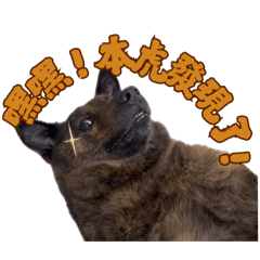 人見人愛的虎寶