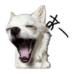 inunoaruzii_20250909224509