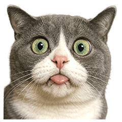 Cats of Every Pattern: Unique Stamp Set