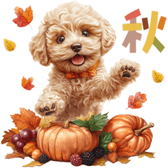 Cozy Autumn Toy Poodle