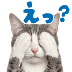 nyantomo! dance! Move! real cats meme