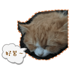 迪迪的生活哀怨