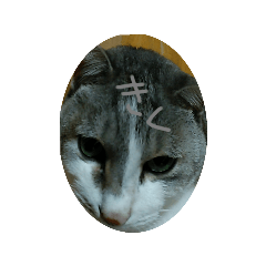 Damin_20250911003249 - Stiker LINE | LINE STORE