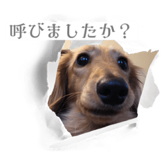 wakachi_20250911110612