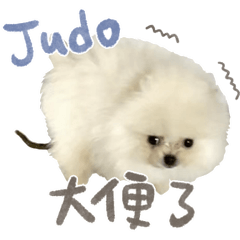 一隻可愛的JUDO