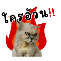 Due Piyaporn_20250911132547