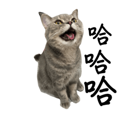 噗噗喵-實用表情貼圖