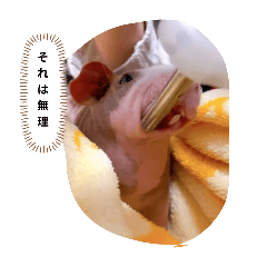 sakura_20250911162315