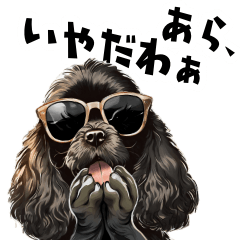 flamboyant Black AmeCocker