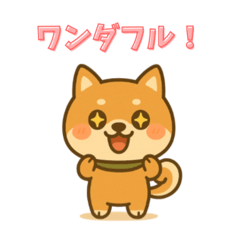 Wonderful Shiba!