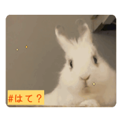 Active Bunny Prego! (English & Japanese)