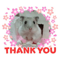 我的可愛鼠寶貝米菲超萌貼圖