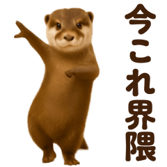 Now Dance Otter