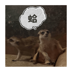 動物園莫名其妙拍到的表情包