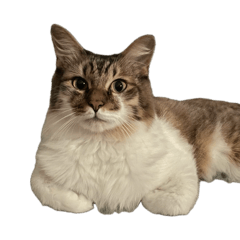 剉剉是一隻貓 2