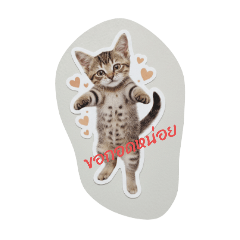 poomjai_20250912112401