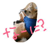 akita dog kotaro2