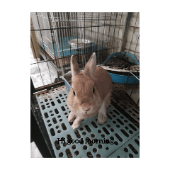 特別自己做圖貼