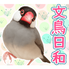 文鳥日和。